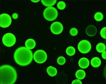 Anti-Goat/Sheep IgG−FITC antibody, Mouse monoclonal clone GT-34, purified from hybridoma cell culture