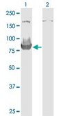 Monoclonal Anti-HOOK3 antibody produced in mouse clone 3A5, purified immunoglobulin, buffered aqueous solution