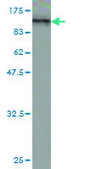 Monoclonal Anti-RALBP1 antibody produced in mouse clone 2A1, purified immunoglobulin, buffered aqueous solution