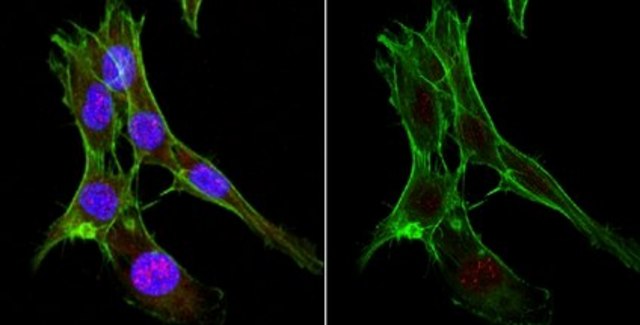Anti-Cas9 Antibody, NT Antibody, clone 8C1-F10 clone 8C1-F10, from mouse