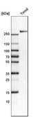 Anti-CR1 antibody produced in rabbit Prestige Antibodies® Powered by Atlas Antibodies, affinity isolated antibody, buffered aqueous glycerol solution