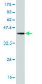 Monoclonal Anti-SCML2 antibody produced in mouse clone 1C8, purified immunoglobulin, buffered aqueous solution