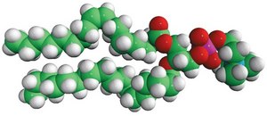 18:1-18:0 PC 1-oleoyl-2-stearoyl-sn-glycero-3-phosphocholine, powder