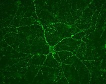 Anti-Vesicular Glutamate Transporter 1 Antibody clone 3C10.2, Chemicon®, from mouse