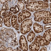 Anti-COA3 antibody produced in rabbit Prestige Antibodies® Powered by Atlas Antibodies, affinity isolated antibody, buffered aqueous glycerol solution