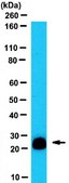 Anti-RGS4 Antibody serum, from rabbit
