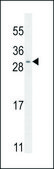 ANTI-SHISA3 (C-TERM) antibody produced in rabbit IgG fraction of antiserum, buffered aqueous solution