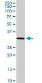 Anti-PACRG antibody produced in rabbit purified immunoglobulin, buffered aqueous solution