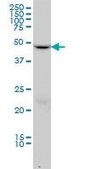 Monoclonal Anti-DCTN2 antibody produced in mouse clone 2G7, purified immunoglobulin, buffered aqueous solution