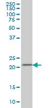 Anti-DFHR Mouse mAb (2B10) liquid, clone 2B10, Calbiochem&#174;