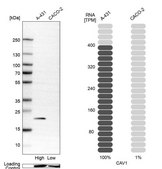抗CAV1 ウサギ宿主抗体 Prestige Antibodies® Powered by Atlas Antibodies, affinity isolated antibody, buffered aqueous glycerol solution