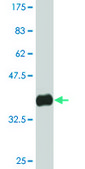Monoclonal Anti-CHD4 antibody produced in mouse clone 4H4, ascites fluid