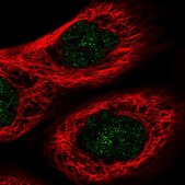 Anti-FHL3 antibody produced in rabbit Prestige Antibodies® Powered by Atlas Antibodies, affinity isolated antibody, buffered aqueous glycerol solution
