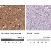 Anti-NECAB1 antibody produced in rabbit Prestige Antibodies® Powered by Atlas Antibodies, affinity isolated antibody, buffered aqueous glycerol solution, Ab3