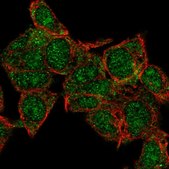 Anti-HECTD1 antibody produced in rabbit Prestige Antibodies® Powered by Atlas Antibodies, affinity isolated antibody, buffered aqueous glycerol solution