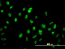 Monoclonal Anti-GABPA antibody produced in mouse clone 1D6, purified immunoglobulin, buffered aqueous solution