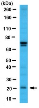 Anticuerpo anti-BCL2A1/ BFL-1 serum, from rabbit