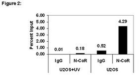 ChIPAb+ N-CoR Antibody from rabbit, purified by affinity chromatography