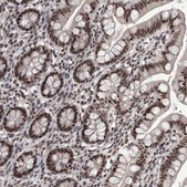 Anti-DMTF1 antibody produced in rabbit Prestige Antibodies® Powered by Atlas Antibodies, affinity isolated antibody, buffered aqueous glycerol solution