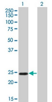 Anti-TWIST1 Mouse mAb (3E11) liquid, clone 3E11, Calbiochem&#174;