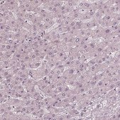 Anti-GNRH1 antibody produced in rabbit Prestige Antibodies® Powered by Atlas Antibodies, affinity isolated antibody, buffered aqueous glycerol solution