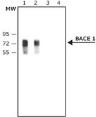 抗BACE 1, C末端(485-501)抗体 ウサギ宿主抗体 affinity isolated antibody, buffered aqueous solution