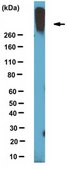 Anti-podocalyxin associated keratan sulfate, clone R-10G| MABD151 Antibody clone R-10G, from mouse