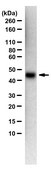 Anti-SARS-CoV-1/2 S Protein Antibody, clone hu2B3E5 ZooMAb® Chimeric Monoclonal recombinant, expressed in HEK 293 cells