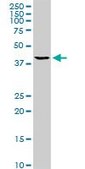 ANTI-TFAP4 antibody produced in mouse clone 8G6, purified immunoglobulin, buffered aqueous solution