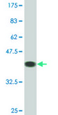 Monoclonal Anti-RNF19 antibody produced in mouse clone 4E4, ascites fluid