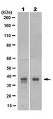 Anti-hnRNP A2B1 Antibody, clone 12B12.2 clone 12B12.2, from mouse