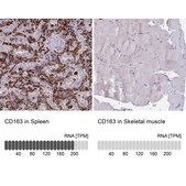 Anti-CD163 antibody produced in rabbit Prestige Antibodies® Powered by Atlas Antibodies, affinity isolated antibody, buffered aqueous glycerol solution