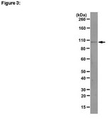 RIPAb+ Ago1 Antibody clone 4G7-E12, from mouse