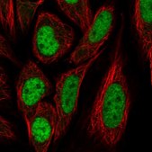 Anti-PPIL4 antibody produced in rabbit Prestige Antibodies® Powered by Atlas Antibodies, affinity isolated antibody