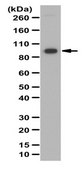 Anti-Cullin-5 (CUL5) Antibody from rabbit, purified by affinity chromatography