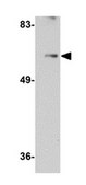 Anti-SHOC2 Antibody from rabbit, purified by affinity chromatography