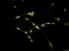 CNS-1 Rat Glioma Cell Line