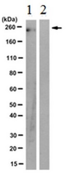 Anti-phospho-RNAPII (Tyr1) Antibody, clone 3D12 clone 3D12, from rat