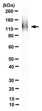 Anti-ZP-2 Antibody, clone IE-3 clone IE-3, from rat