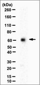 Anti-Hexim 1 Antibody, clone 10D2.1 clone 10D2.1, from mouse