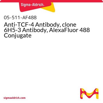 Anti-TCF-4 Antibody, clone 6H5-3 Antibody, AlexaFluor 488 Conjugate