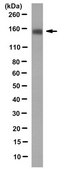 Anti-Integrin beta-1 (CD29) Antibody, clone 13C4.1 clone 13C4.1, from mouse