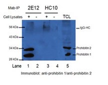Anti-Prohibitin Antibody, clone 2E12 clone 2E12, from mouse