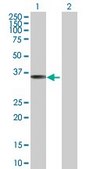 Anti-REM1 antibody produced in mouse purified immunoglobulin, buffered aqueous solution