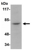 Anti-RIPK1 Antibody from rabbit, purified by affinity chromatography