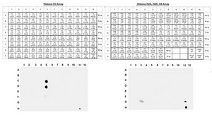 Anti-phospho-Histone H3 (Ser10) Antibody, clone CMA312, Trial Size clone CMA312, Upstate®, from mouse