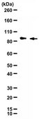 Anti-Myelin Regulatory Factor (MRF) Antibody 1.0 mg/mL, from rabbit