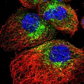 Anti-SCAMP2 antibody produced in rabbit Prestige Antibodies® Powered by Atlas Antibodies, affinity isolated antibody, buffered aqueous glycerol solution