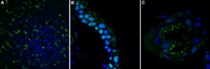 Anti-Vimentin Antibody, clone V9 clone V9, Chemicon®, from mouse