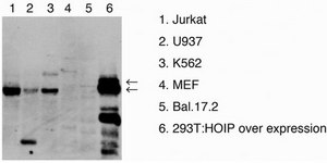 Anti-HOIP (RNF31) Antibody, clone 1CB2 clone 1CB2, from mouse